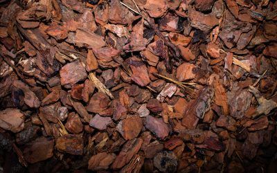 La importancia de un buen sustrato para las plantas