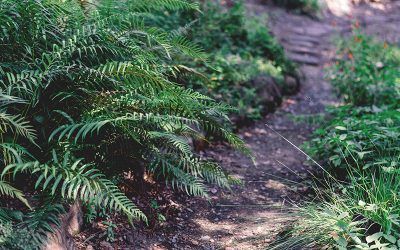 Mantillo Vegetal para preparar tu jardín. Cómo usarlo?
