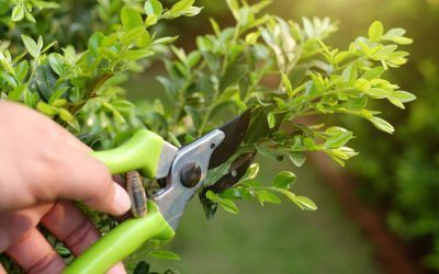 Poda y mantenimiento de jardines en Guadalajara y Alcalá de Henares