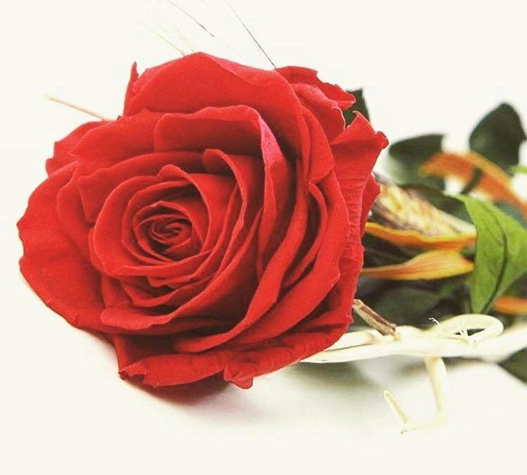 rosa en San Valentín